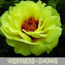 충주원예조경 개량꽃목단(황관) (1지뿌리묘), 주