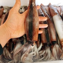 국내산 동해안 오징어 초코 초콜릿 선동 오징어 총알 생물 급냉 통찜 오징어 1kg, 급냉 총알오징어(1kg/10-12미)