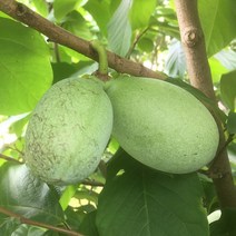 포포나무 묘목 2년생 접목 유실수 망고바나나 과일수