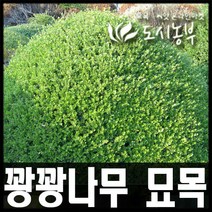 도시농부/꽝꽝나무 묘목/조경수/키 30cm(7주묶음)판매