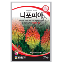 꽃씨 니포피아 50립 오렌지색 길쭉한 꽃을 피워 횃불을 연상시켜 존재감이 넘치는 다년생꽃