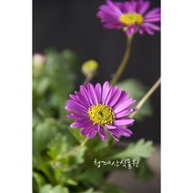 꽃대 묵은둥이 이쁜이국화 / 사진촬영 2023년 2월 4일