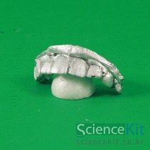 알지네이트 치아 모형 만들기 12인세트과학수업 키트 실험교구 영재 치식 석고, 본상품