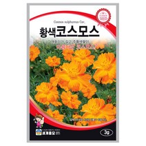 황색코스모스 씨앗 3g A0408