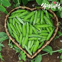 식탐대첩 국내산 콩깍지포함 완두콩 2kg 내외