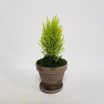 독일토분 바솔트 율마 완성분 세트 2021 크리스마스 특별상품/크리스마스 겨울 겨울꽃