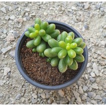 [다육식물]녹귀란, 1개
