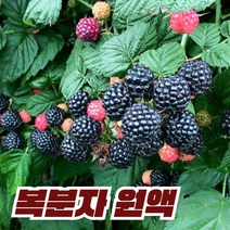 이른아침애 국내산 복분자 원액 엑기스 즙 액기스, 1L-1병, 1개