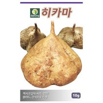 다-히카마(얌빈) 10g 히카마씨 히카마종자 히카마씨앗, 1개