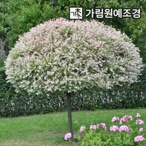 플라밍고 셀릭스 삼색버드나무 가림원예조경, 화이트핑크 셀릭스 R4cm 스탠다드형