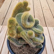 복실복실 밍크선인장느낌 여우꼬리철화 다육식물 1-150랜덤, 단품, 1개