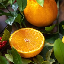 맛군 제주 가정용/선물용 실속 한라봉, 1box, 가정용 8kg (30-38과)