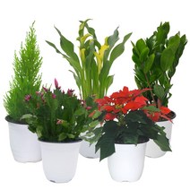 공기정화식물 중형 중품 꽃화분/허브/15cm, 1개, F45B.카라(중형)