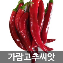 가람 고추 씨앗 채소 종자 야채 토종 재래종 씨 100알