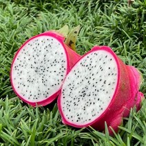 지투지샵 제주 백용과 2kg