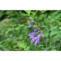비비추 10개 여름 꽃 모종 3치 포트 노지월동 다년생 야생화(KM)