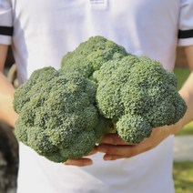 [산지직송] 국내산 햇 브로콜리 특품 1kg 2kg 3kg 8kg 벌크 식자재, 수입산 브로콜리 1kg, 1개