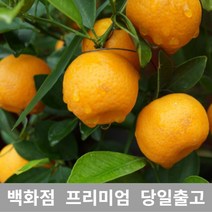 [특등급선별] 한라봉 1kg 제주한라봉 한라봉제철 제주도한라봉 못난이한라봉 한라봉가격 노지한라봉 한라봉가정용 한라봉선물 꼬마한라봉 한라봉농장 한라봉레드향 한라봉선물세트 한라봉벌크