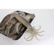 총알 통통 오징어 1kg, 3kg2000할인