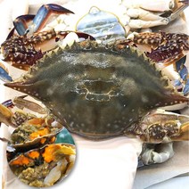 산지직송 국내산 서천 서해 바다 자연산 알베기 암꽃게 냉동 꽃게 급랭 암 꽃게 수율 보장 (80 ~ 100%), 국내산 알베기 급냉 암꽃게 3kg, 1개