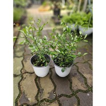무배특가 2개발송 원플원 오렌지자스민 중품 30-55cm 189, 1개