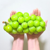 샤인머스켓 선물세트 고당도 샤인머스캣 망고 포도 추석 명절 선물 보자기 씨없는포도 선물용 1.5kg 2kg 4kg, 특등품 1호