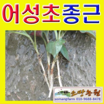 (W소망)머위모종(2년차뿌리 종근 20개)
