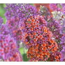 꽃나무 붓들레아(일반종)포트/ 프로퓨전/ 플라워파워, 붓들레아 일반종 포트 / 10주