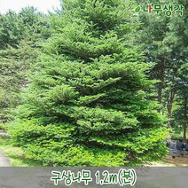 착한가격나무생각 구상나무 1.2m(분)