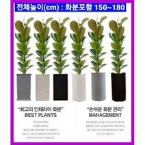 없음 [반값화분] MAIN-대형인도고무나무140 직접배송 축하화분 개업화분 거실화분 카페화분 인테리어화분 아레카야자극락조 알로카시아 파키라 고무나무, 사각그레이