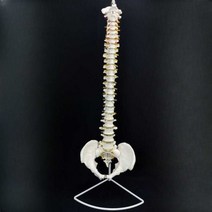 의료수업 보건 교육용 뼈모형 병원 대퇴 척추 골반, 85cm 척추 골반
