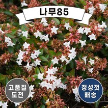 (나무85) 꽃댕강 1m내외 분