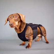 [스트랩형척추허리보호대] 강아지 척추 보호대 허리 디스크 보조기, M(척추보호대+스트랩)