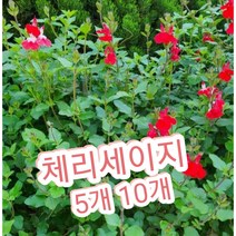 체리세이지 5개 10개/노지월동되는 허브 체리세이지 핫립세이지, 10개