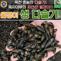 올갱이 생 특 다슬기 1kg, 1개