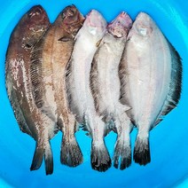 국내산 생물 물가자미 오늘잡은 기름가자미 20미 세꼬시 가자미 식해용