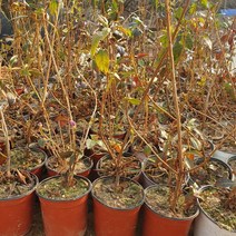 진달래 포트_5주 5치 H50cm 내외