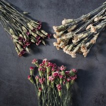 카네이션 드라이플라워 소량판매/5송이/미니사이즈 어버이날, 03. 카네이션-퍼플(5송이)