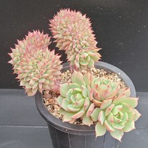 꽃다리 라밀라떼철화 73 다육식물 다육철화 아이만배송