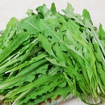 양구 토종 하얀민들레잎 민들레 나물 1kg, 흰꽃민들레 쌈채 1kg, 1개