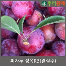 자두나무 피자두 성목R3(결실주) 뿌리원예 유실수 과수