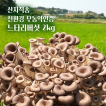 무농약 GAP 느타리버섯 2kg 흑타리버섯 대용량 산지직송, 1개