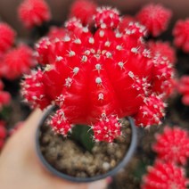 [해뜰다육] 비모란(빨강) 다육식물 선인장, 1개