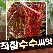 옥수수 씨앗 종자 모음 얼룩찰 백찰 흑찰 옥수수 적찰수수씨앗 100립, 적 찰수수 20g