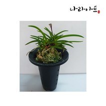 나라아트 난 주천왕(대) 난화분 화분
