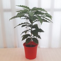 [꽃파는농부] 공기정화식물 커피나무중품, 1개