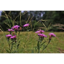 토종 엉겅퀴모종 100주/토종 가시엉겅퀴모종(WJ)