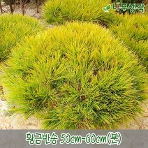 착한가격나무생각 황금반송 50cm~60cm