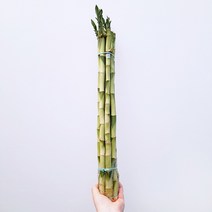 꽃파는농부 - 수경재배 가능하고 키우기 쉬운 행운을 상징하는 공기정화식물 개운죽, 큰사이즈(너비:7cm/높이:50cm내외)