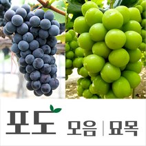 [경민농원]포도묘목 블랙사파이어 홍주시들레스 루비로망 묘목, 샤인머스켓(18808)
